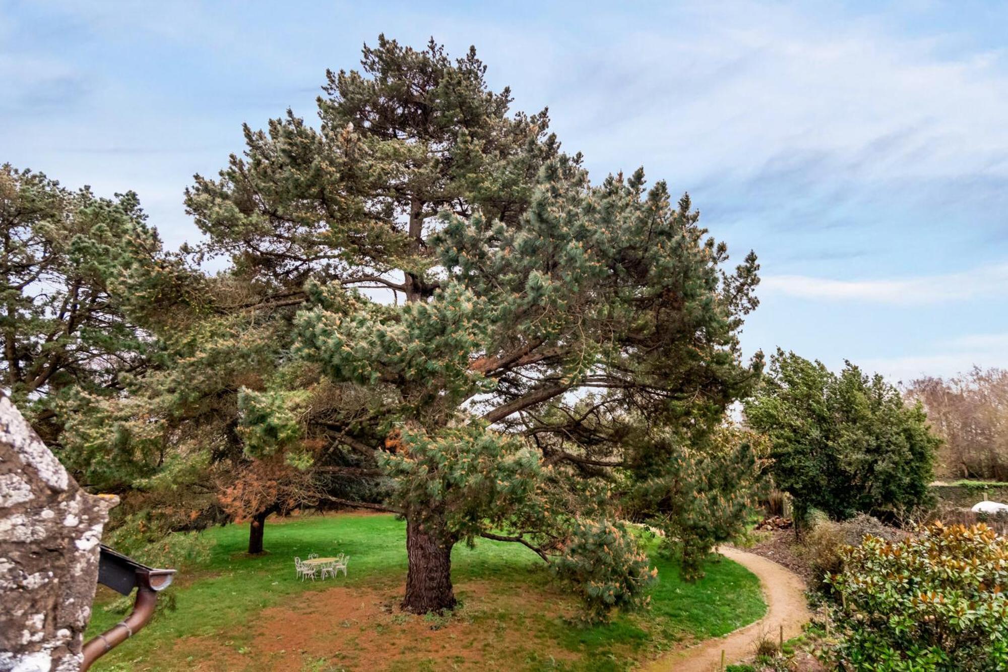 Manoir Des Bords De Rance Bed & Breakfast Plouër-sur-Rance Dış mekan fotoğraf